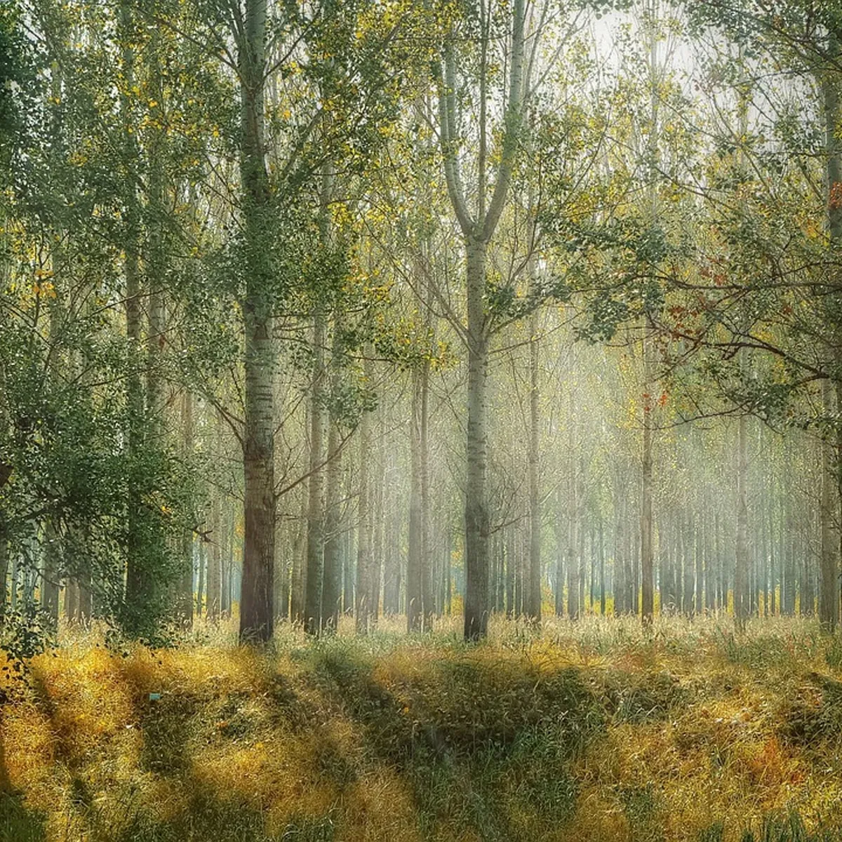 Treestone Massage Therapy & Wellness