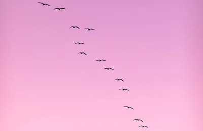 Migration patterns of birds explained